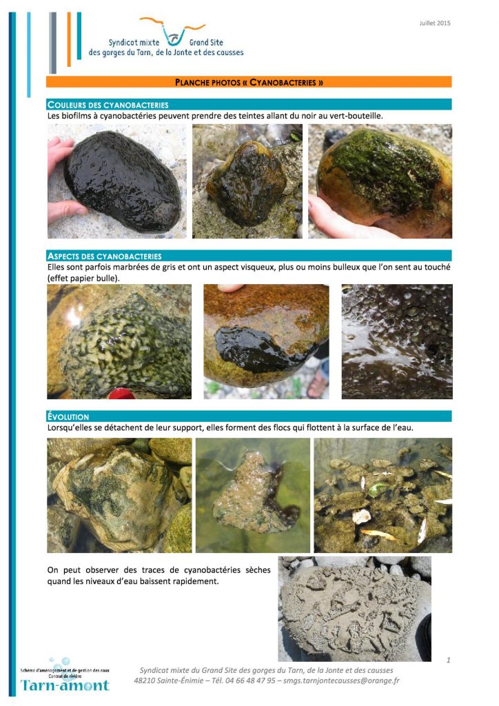 Photos de cyanobactéries
